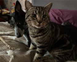 Lost Male Cat last seen Reynolds road , Suffolk, England 