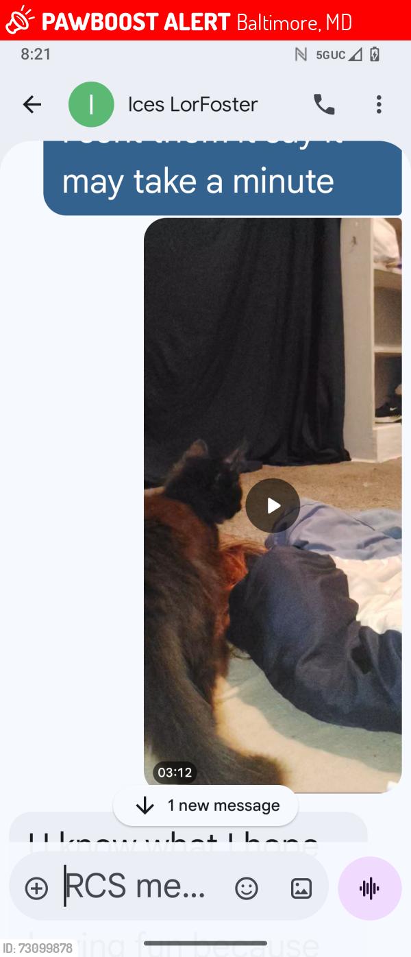 Lost Male Cat last seen Cederdale , Baltimore, MD 21215