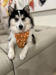Lost Male Dog last seen Shirley ave, Los Angeles, CA 91324