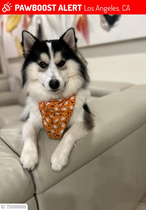 Lost Male Dog last seen Shirley ave, Los Angeles, CA 91324