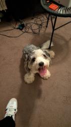 Found/Stray Male Dog last seen Near kotlan CT magnolia, tx 77354, Magnolia, TX 77354