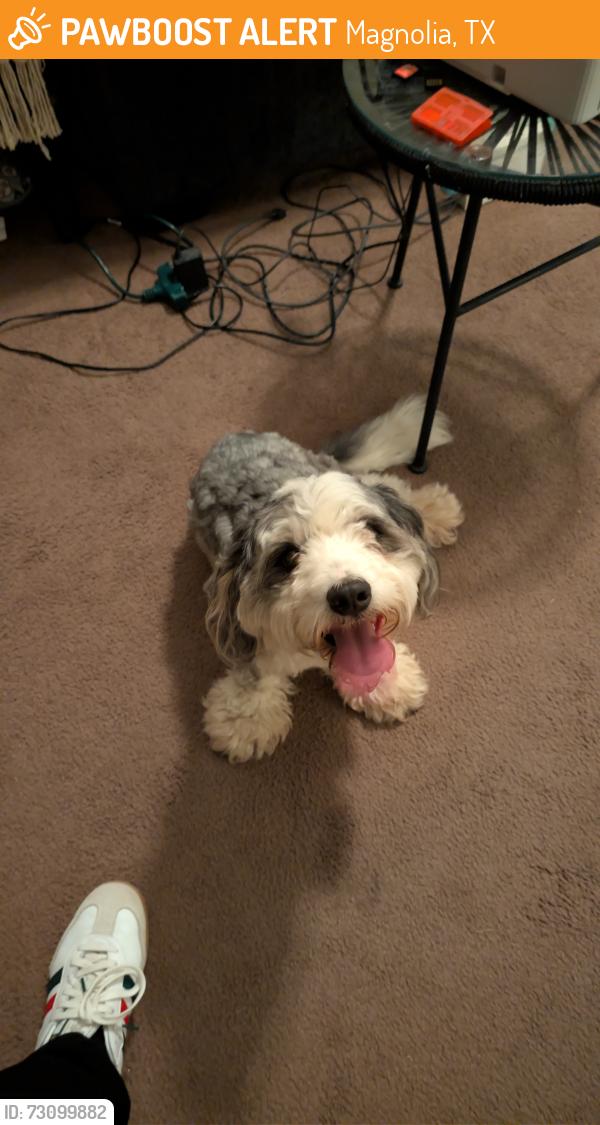 Found/Stray Male Dog last seen Near kotlan CT magnolia, tx 77354, Magnolia, TX 77354