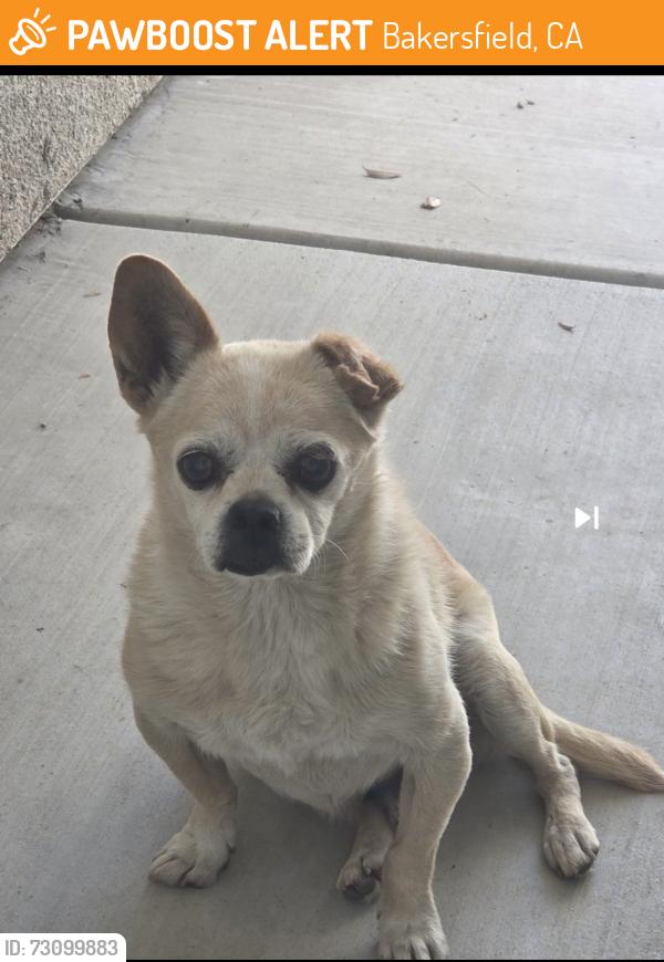 Found/Stray Male Dog last seen Panama and Ashe, Bakersfield, CA 93313