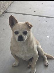 Found/Stray Male Dog last seen Panama and Ashe, Bakersfield, CA 93313