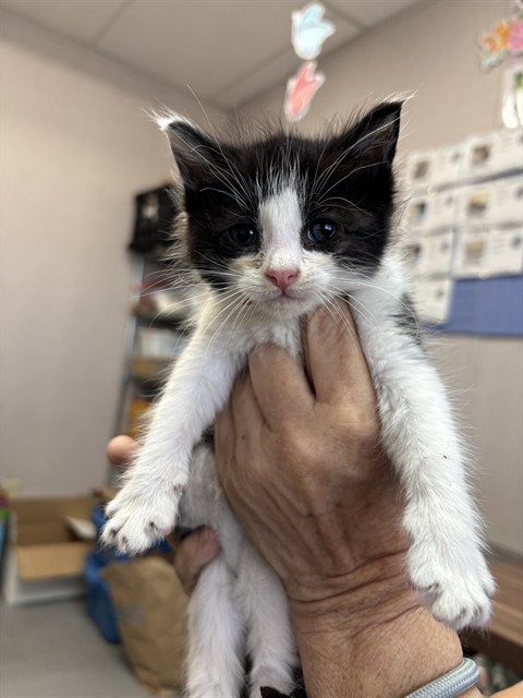 Shelter Stray Male Cat last seen S ARROWHEAD AND RIALTO, 333 Chandler Pl, San Bernardino, CA 92408, USA