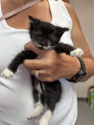 Shelter Stray Male Cat last seen S ARROWHEAD AND RIALTO, 333 Chandler Pl, San Bernardino, CA 92408, USA