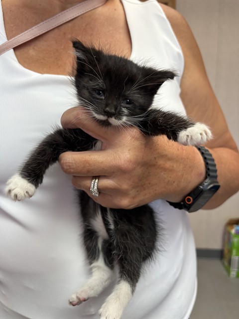 Shelter Stray Male Cat last seen S ARROWHEAD AND RIALTO, 333 Chandler Pl, San Bernardino, CA 92408, USA