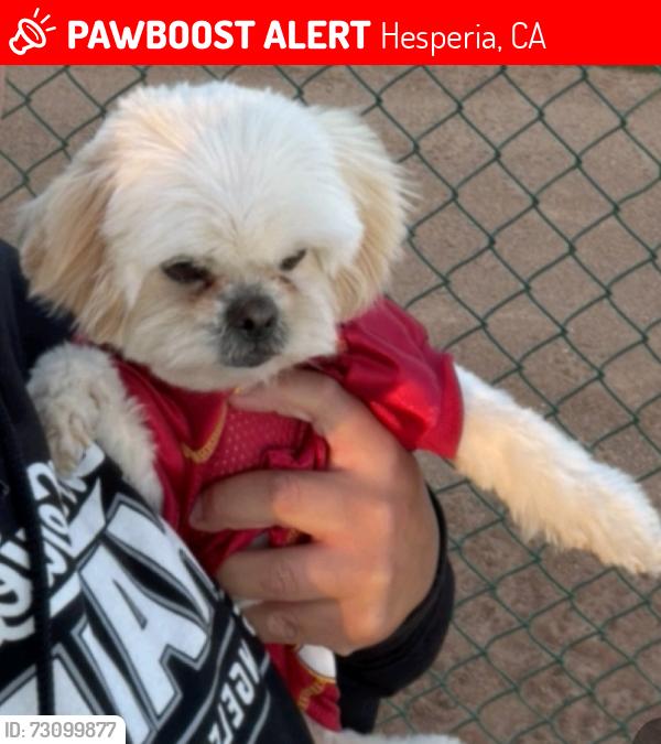 Lost Male Dog last seen Fairburn and Jenkins in hesperia, Hesperia, CA 92345