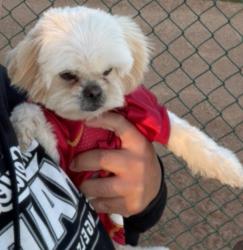 Lost Male Dog last seen Fairburn and Jenkins in hesperia, Hesperia, CA 92345