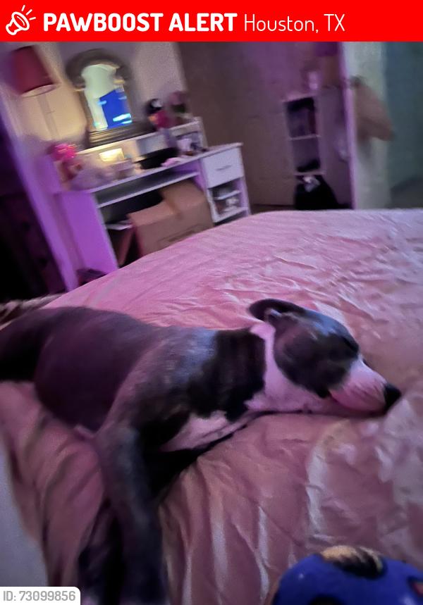 Lost Female Dog last seen Extended stay hotel 249 , Houston, TX 77066