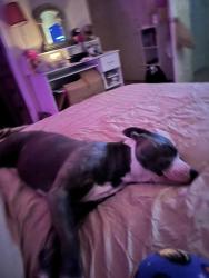 Lost Female Dog last seen Extended stay hotel 249 , Houston, TX 77066