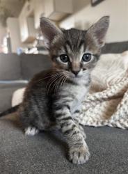 Shelter Stray Female Cat last seen Near BLOCK LOMA VISTA ST, RIVERSIDE CA 92507, 6851 Van Buren Boulevard, Jurupa Valley, CA 92509, USA