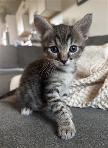 Shelter Stray Female Cat last seen Near BLOCK LOMA VISTA ST, RIVERSIDE CA 92507, 6851 Van Buren Boulevard, Jurupa Valley, CA 92509, USA
