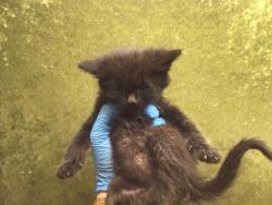 Shelter Stray Female Cat last seen Near BLOCK HEIDI RD, RIVERSIDE, CA, 6851 Van Buren Boulevard, Jurupa Valley, CA 92509, USA