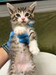 Shelter Stray Female Cat last seen Near BLOCK LEWIS AVE, RIVERSIDE CA 92503, 6851 Van Buren Boulevard, Jurupa Valley, CA 92509, USA
