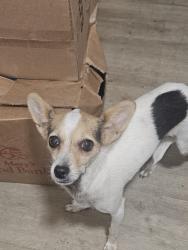 Reunited Unknown Dog last seen 15th ave and Fillmore, Phoenix, AZ 85007