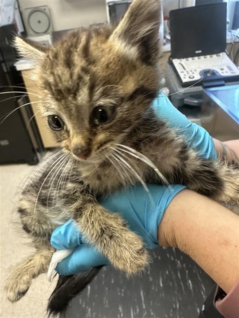 Shelter Stray Male Cat last seen BARTON WAY & OLMSTEAD DR, 2127 Front St, Sacramento, CA 95818, USA
