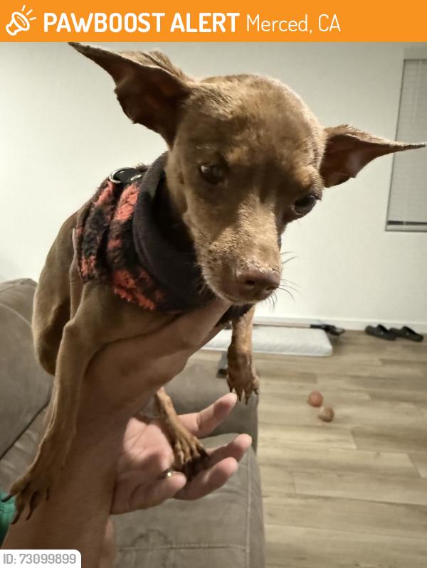 Found/Stray Female Dog last seen Sable St and Merced Ave, Merced, CA 95341