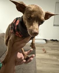 Found/Stray Female Dog last seen Sable St and Merced Ave, Merced, CA 95341