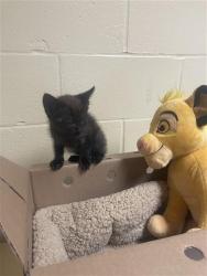 Shelter Stray Male Cat last seen DANVILLE WAY & CLOYD ST, 2127 Front St, Sacramento, CA 95818, USA