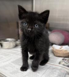 Shelter Stray Male Cat last seen , 3201 Lacy St, Los Angeles, CA 90031, USA