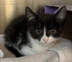 Shelter Stray Female Cat last seen , 3201 Lacy St, Los Angeles, CA 90031, USA