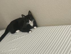 Reunited Female Cat last seen Village oaks apmts, Chino Hills, CA 91709