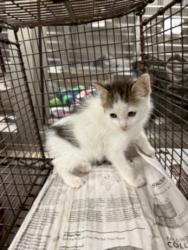 Shelter Stray Male Cat last seen , 14409 Vanowen St, Van Nuys, CA 91405, USA