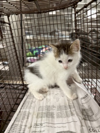 Shelter Stray Male Cat last seen , 14409 Vanowen St, Van Nuys, CA 91405, USA