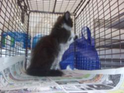 Shelter Stray Male Cat last seen , 14409 Vanowen St, Van Nuys, CA 91405, USA