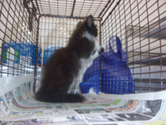 Shelter Stray Male Cat last seen , 14409 Vanowen St, Van Nuys, CA 91405, USA
