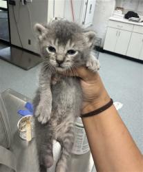 Shelter Stray Female Cat last seen , 201 S Mt Vernon Ave, Bakersfield, CA 93307, USA