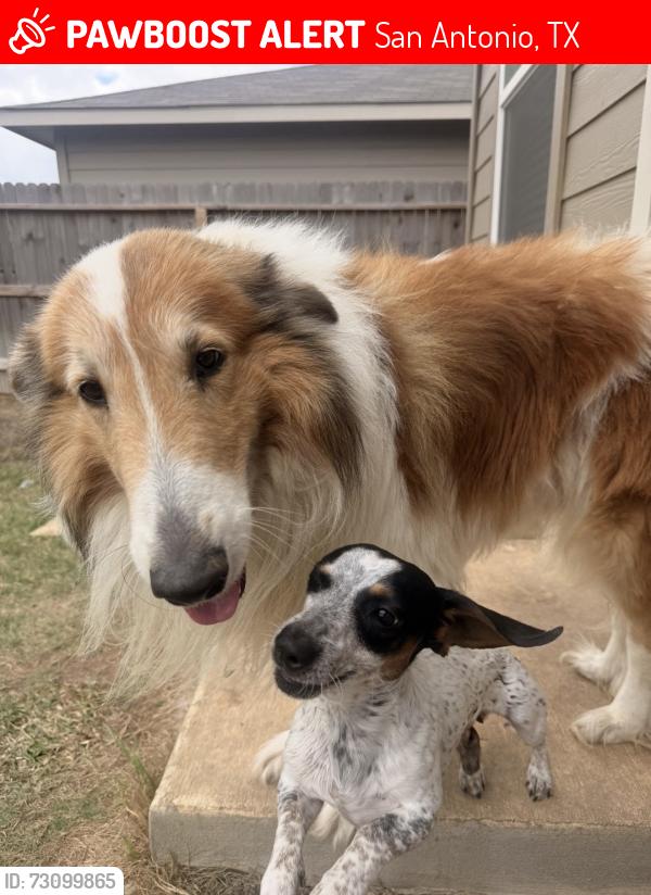 Lost Male Dog last seen Near & Marbach, San Antonio, TX 78245