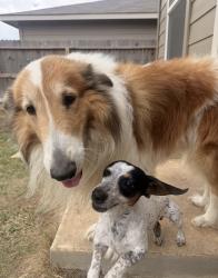 Lost Male Dog last seen Near & Marbach, San Antonio, TX 78245