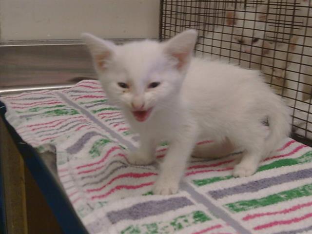 Shelter Stray Male Cat last seen JONOTHAN WAY/TURNER DR, 95660, 3839 Bradshaw Rd, Sacramento, CA 95827, USA