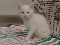 Shelter Stray Male Cat last seen JONOTHAN WAY/TURNER DR, 95660, 3839 Bradshaw Rd, Sacramento, CA 95827, USA