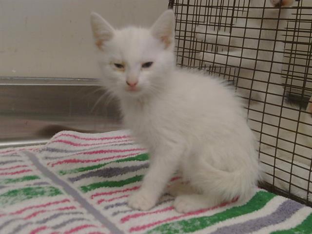 Shelter Stray Male Cat last seen JONOTHAN WAY/TURNER DR, 95660, 3839 Bradshaw Rd, Sacramento, CA 95827, USA