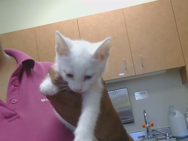 Shelter Stray Male Cat last seen JONOTHAN WAY/TURNER DR, 95660, 3839 Bradshaw Rd, Sacramento, CA 95827, USA