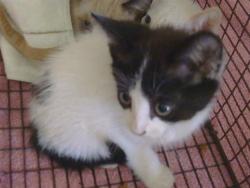 Shelter Stray Female Cat last seen DON JUILO BLVD/FOX VALLEY CIR, 95842, 3839 Bradshaw Rd, Sacramento, CA 95827, USA