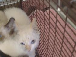 Shelter Stray Male Cat last seen DON JUILO BLVD/FOX VALLEY CIR, 95842, 3839 Bradshaw Rd, Sacramento, CA 95827, USA