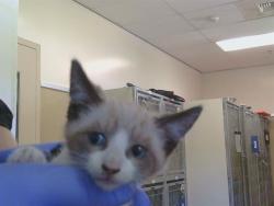 Shelter Stray Male Cat last seen DON JUILO BLVD/FOX VALLEY CIR, 95842, 3839 Bradshaw Rd, Sacramento, CA 95827, USA