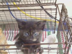 Shelter Stray Female Cat last seen WATERMAN RD/VINTAGE PARK DR, 95829, 3839 Bradshaw Rd, Sacramento, CA 95827, USA