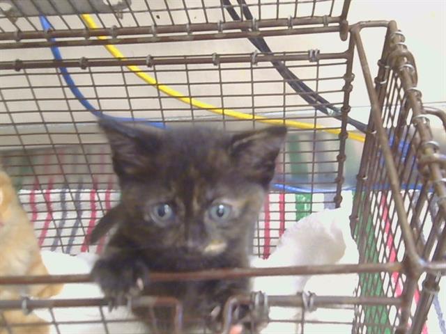 Shelter Stray Female Cat last seen WATERMAN RD/VINTAGE PARK DR, 95829, 3839 Bradshaw Rd, Sacramento, CA 95827, USA