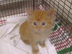Shelter Stray Male Cat last seen WATERMAN RD/VINTAGE PARK DR, 95829, 3839 Bradshaw Rd, Sacramento, CA 95827, USA
