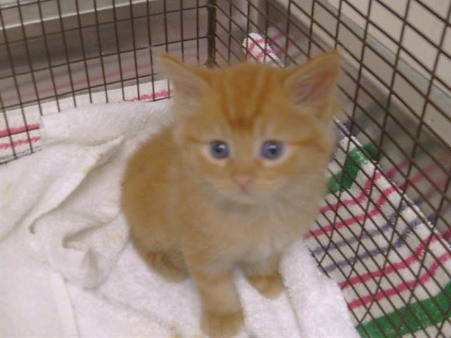 Shelter Stray Male Cat last seen WATERMAN RD/VINTAGE PARK DR, 95829, 3839 Bradshaw Rd, Sacramento, CA 95827, USA