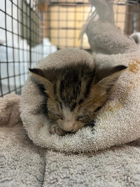 Shelter Stray Male Cat last seen Near BLOCK 103RD ST LOT 166, 2020 Forest St, Jacksonville, FL 32204, USA