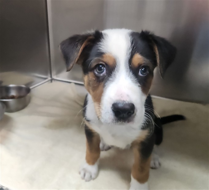 Shelter Stray Female Dog last seen W ALAMEDA ST / SOLANA DR SANTA FE NM 87501, 100 Caja Del Rio Rd, Santa Fe, NM 87507, USA