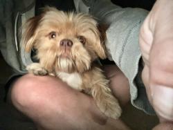 Reunited Female Dog last seen Shires, Linda, CA 95901