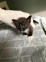 Shelter Stray Male Cat last seen Near BLOCK BARTRAM CIR S, 2020 Forest St, Jacksonville, FL 32204, USA