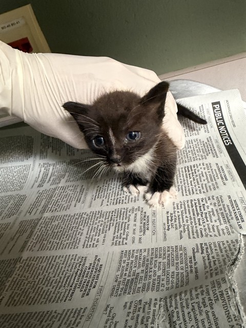 Shelter Stray Male Cat last seen Near BLOCK BARTRAM CIR S, 2020 Forest St, Jacksonville, FL 32204, USA